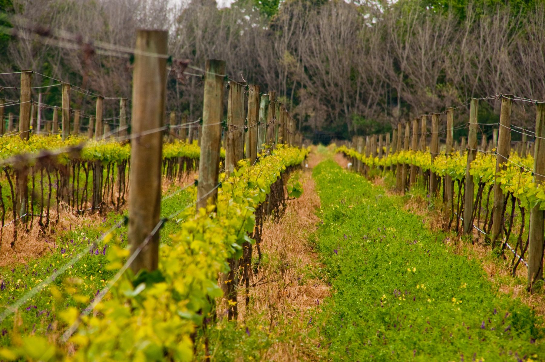 Vineyard rows in soft afternoon light