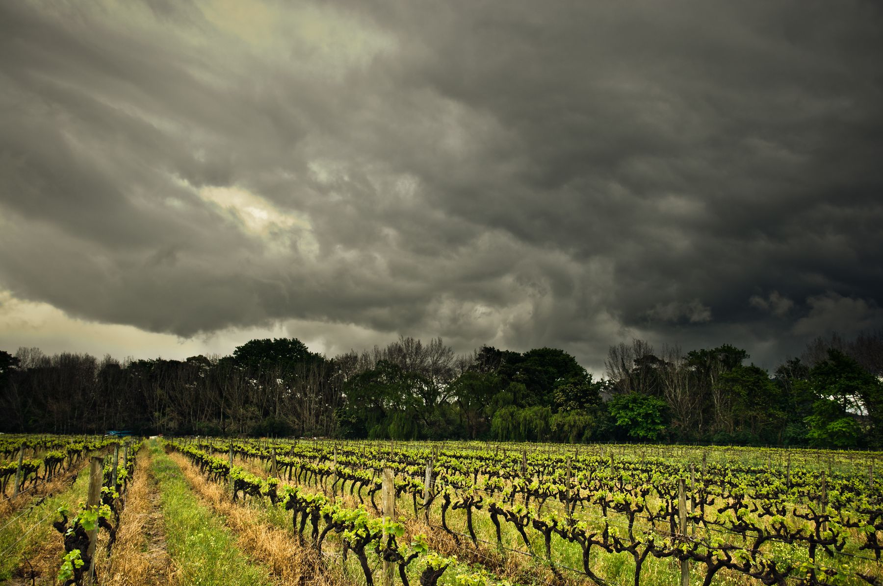 Old vines under storm clouds
