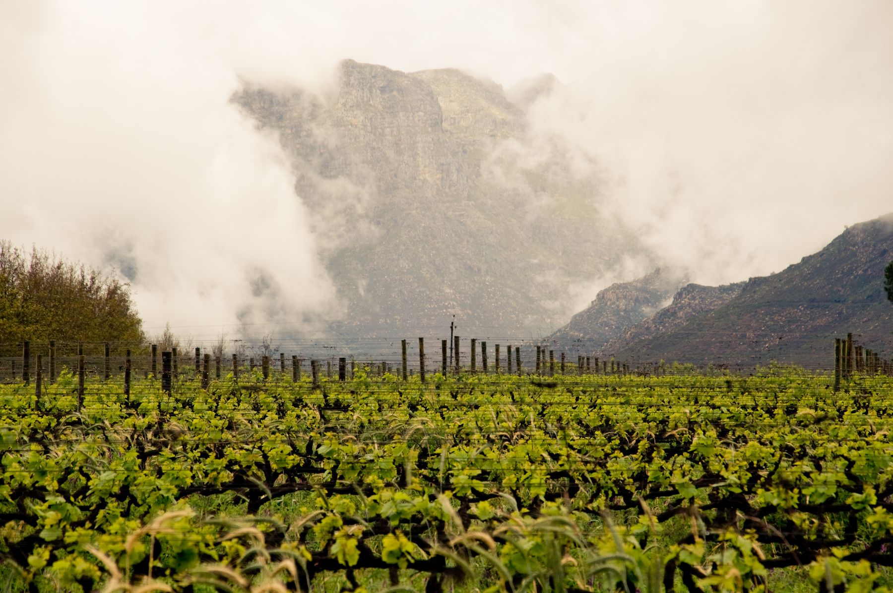 Vineyard with mountain emerging from mist
