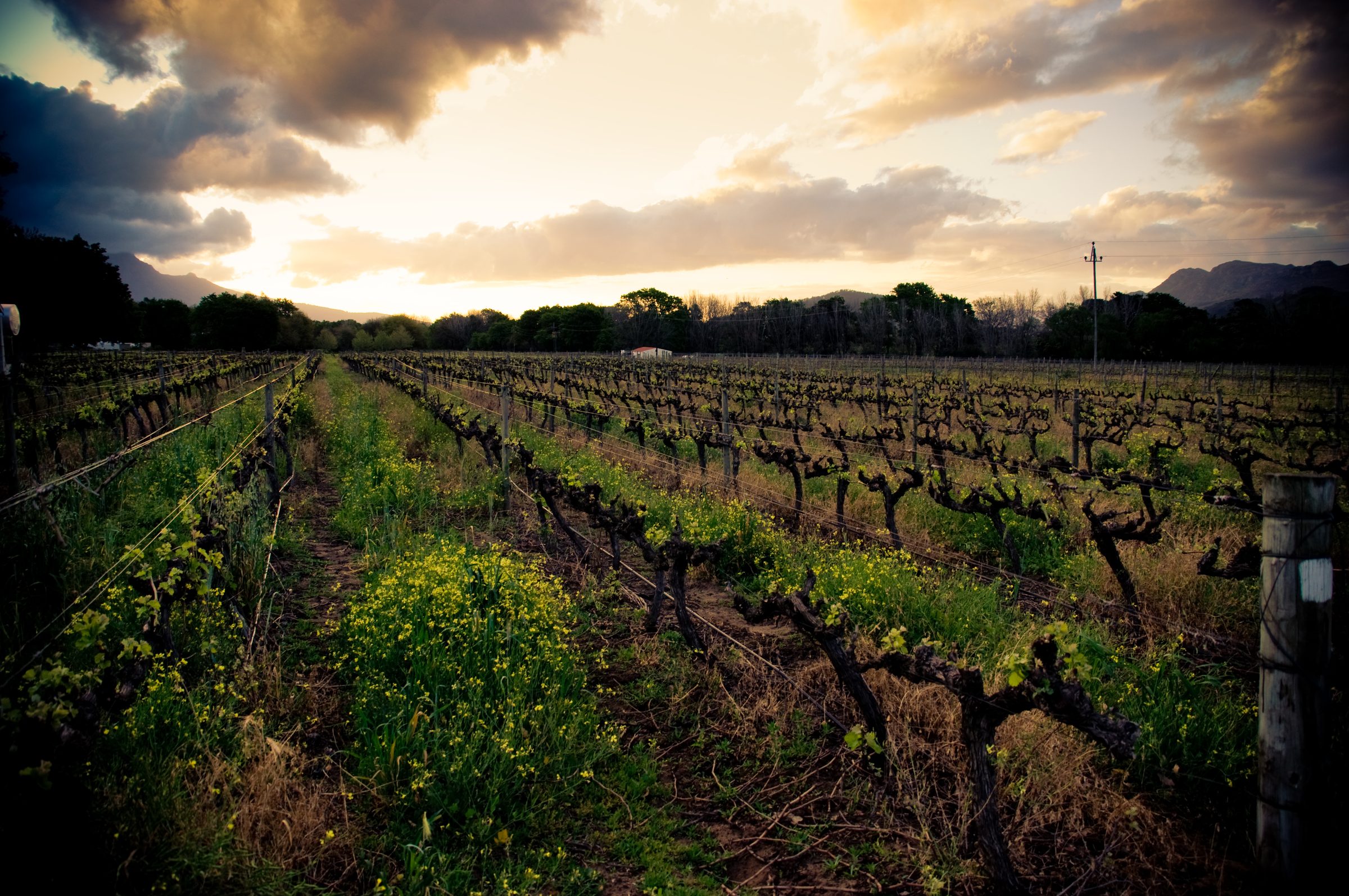 Vineyards at sunset over Franschhoek